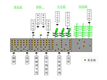 植物修復(fù)技術(shù)